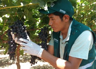 Ica: Campaña de exportación de uva superará las 200 mil toneladas