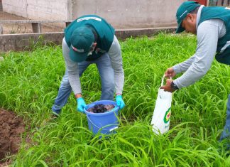MINAGRI realiza acciones permanentes para el control de Caracol Gigante Africano