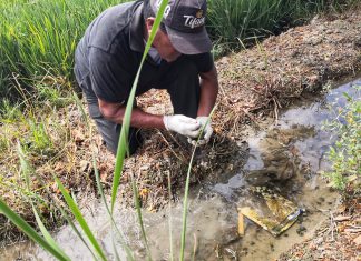 Piura: MINAGRI brinda atención fitosanitaria permanente a cultivo de arroz