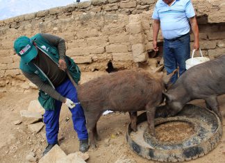 MINAGRI supera meta de vacunación contra la Peste Porcina Clásica en Áncash