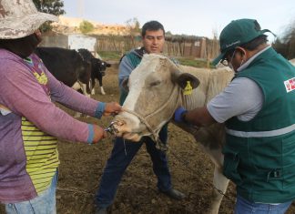 Estrategias sanitarias previenen aparición de Carbunco sintomático en Moquegua