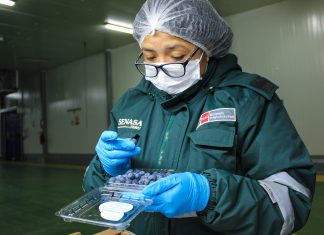 Ancash: Exportación de arándanos se duplicó en el 2019