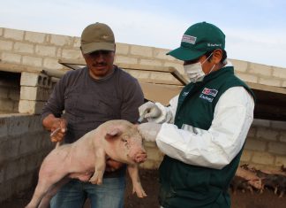 MINAGRI protegió animales contra la peste porcina en Tacna