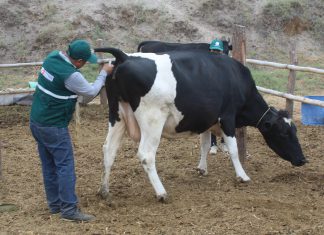 MINAGRI evalúa estado sanitario del ganado lechero en Arequipa