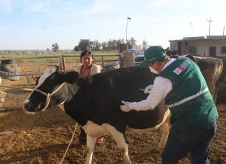 Escuelas de campo promoverán desarrollo sostenible de la ganadería familiar en Madre de Dios