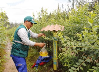 Red de vigilancia de moscas de la fruta permitirá monitorear más de 17 mil hectáreas hortofrutícolas