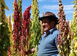 Minagri: Quinua peruana rumbo al mercado de China Quinua