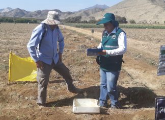 Inician campaña de exportación de espárrago en la región Áncash