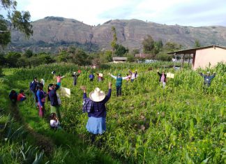 Escuelas de campo potenciaron ganadería rural para el abastecimiento de mercados en Huánuco