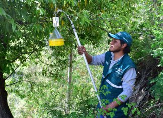Inician acciones de vigilancia fitosanitaria de Moscas de la Fruta en Yunguyo