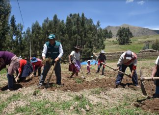 Escuelas de Campo para la atención oportuna de plagas en papa