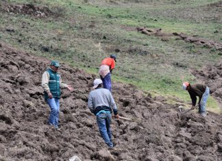 Escuelas de Campo mejoraron producción de yuca en comunidad nativa de Canaan
