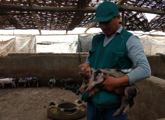 Campaña de vacunación contra la Peste Porcina resguardó crianza de traspatio de la región Ica