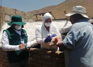 Arequipa: MINAGRI vacunó más de 275 mil animales para prevenir Peste Porcina Clásica