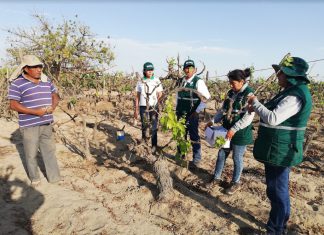 Productores implementarán uso de control biológico en frutales de Ica