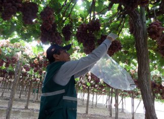 Vigilancia sanitaria promoverá producción de alimentos sanos e inocuos en Piura