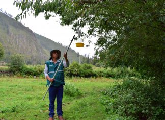 MINAGRI inició el monitoreo de moscas de la fruta en Aymaraes