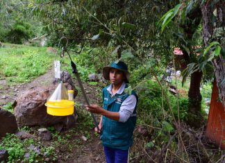 MINAGRI inicia acciones para erradicar las moscas de la fruta en el Valle Sagrado