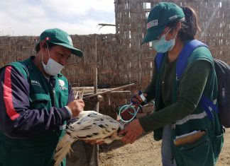 Ica: Acciones sanitarias de prevención beneficiaron a más de 7 mil criadores de aves