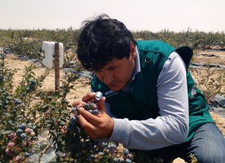 Envíos de arándanos de Ica se triplicaron durante campaña de exportación 2019