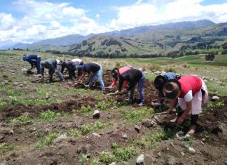 Escuelas de campo impulsan producción de quinua en Ayacucho