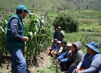 Escuelas de campo del MINAGRI promueven agricultura sostenible en Cusco