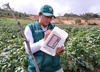 Monitoreo y prospección de cultivos de papa mantienen al país libre de Tecia Solanivora