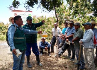 MINAGRI y productores iniciarán acciones estratégicas para erradicar la mosca de la fruta