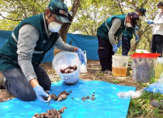MINAGRI y productores suman esfuerzos para el control del Caracol Gigante Africano