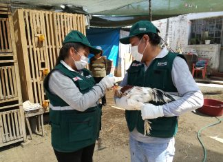 MINAGRI vacunará de forma gratuita a 154 mil aves en Arequipa