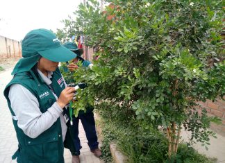 Acciones de vigilancia y cuarentena fitosanitaria mantienen fuera del país al dragón amarillo (HLB)