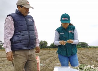MINAGRI ejecutará plan de capacitación para productores de espárrago del valle Chicama
