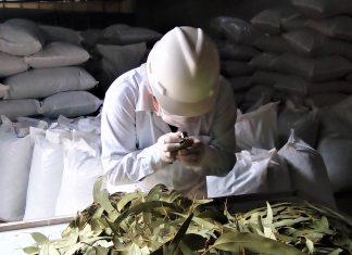 Productores del Valle del Mantaro inician exportaciones de hojas secas de eucalipto hacia Alemania