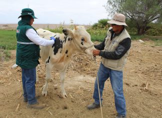 Estrategias sanitarias del MINAGRI lograron prevenir aparición de Ántrax en la región Tacna