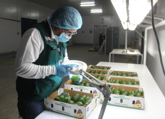 Frutos frescos de Arequipa conquistaron 24 mercados internacionales