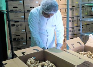 Junín: Exportación de kion y cúrcuma superaron las 10 mil toneladas