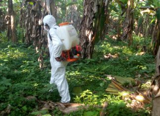 MINAGRI educa a productores para el control de mancha roja en cultivos de banano
