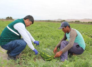 Agroexportación del Valle de Cinto superó las 9 500 toneladas en el 2019