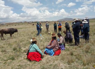 MINAGRI promueve desarrollo sostenible de la ganadería familiar en Puno