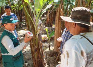 Productores de limón utilizarán insectos benéficos y microorganismos para control de plagas
