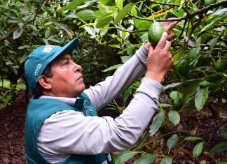Cusqueños inician campaña de exportación de Palta Hass 2020