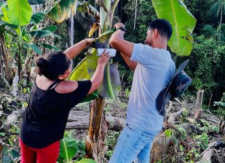 MINAGRI atenderá agricultura familiar de comunidades Asháninkas y Yáneshas