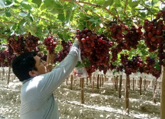 Piura: Campaña de exportación de Uva registró envíos a 52 mercados internacionales