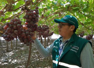 MINAGRI establece recomendaciones para la prevención de Botrytis ante la presencia de lluvias