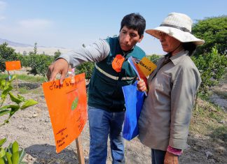 Escuelas de campo preparan a productores de mandarina para mercados internacionales