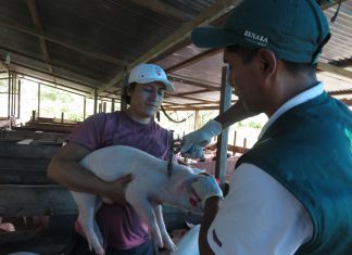 Inician vacunación de más de 17 mil cerdos en Madre de Dios