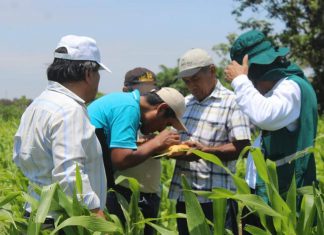 Productores de maíz participan de escuelas de campo en Lambayeque