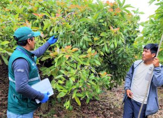 Huancavelica: Productores de Palta Hass competirán en el mercado chileno