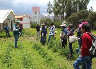 Productores de quinua implementaron control biológico y buenas prácticas agrícolas