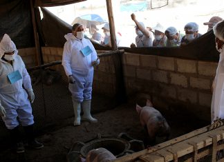 MINAGRI contribuye al mejoramiento de las condiciones de crianza de porcinos en Tacna